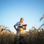 őstermelő búzamezőn áll tablettel a kezében